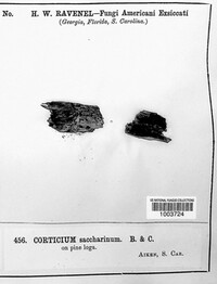 Corticium saccharinum image